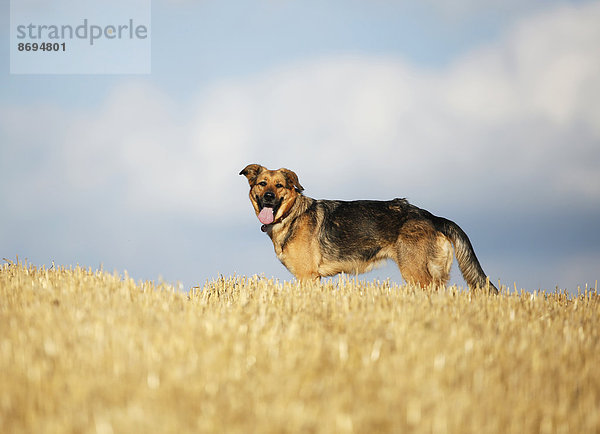 Deutscher Schäferhund Mischling auf einem Stoppelfeld vor dem Himmel stehend