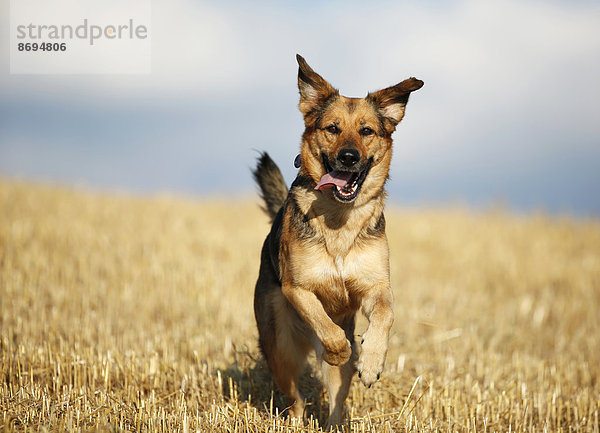 Deutscher Schäferhund Mischling läuft auf einem Stoppelfeld vor dem Himmel