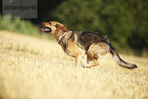 Deutscher Schäferhund Mischling läuft auf einem Stoppelfeld