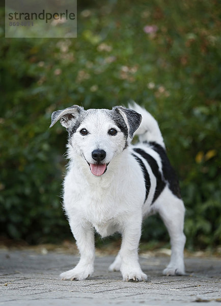 Deutschland  Baden-Württemberg  Jack Russel Terrier  Erwachsene