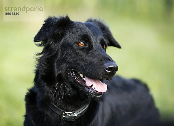 Deutschland  Baden-Württemberg  schwarzer Hund  Mischling  Portrait