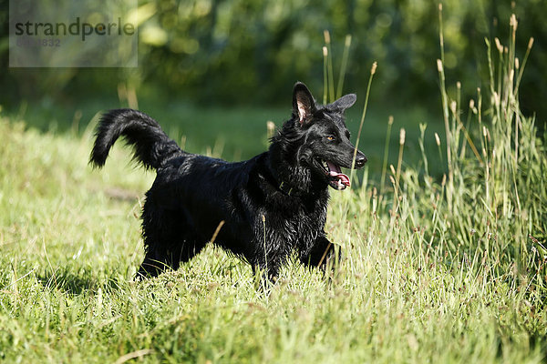Deutschland  Baden-Württemberg  Satteldorf  schwarzer Hund  Mischling auf Wiese