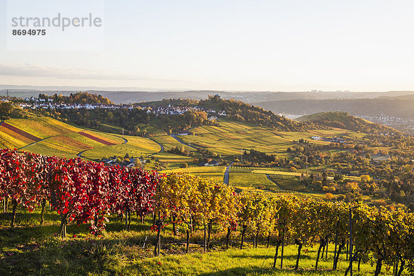 Deutschland  Baden-Württemberg  Stuttgart  Blick über die Reben zum Rotenberg