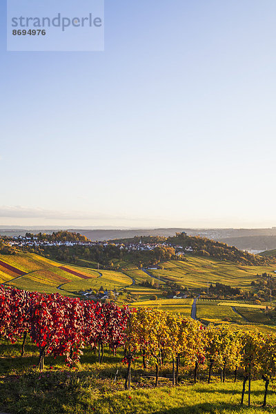 Deutschland  Baden-Württemberg  Stuttgart  Blick über die Reben zum Rotenberg