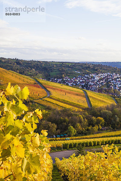 Deutschland  Baden-Württemberg  Stuttgart  Blick über die Reben nach Uhlbach