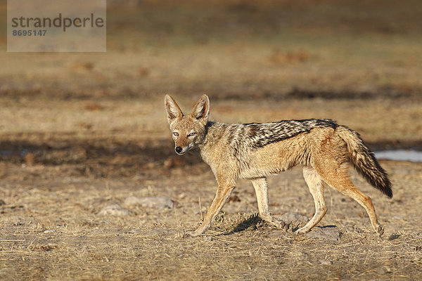 Schabrackenschakal (Canis mesomelas)  Etosha-Nationalpark  Namibia