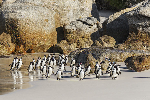 Brillenpinguine (Spheniscus demersus)  viele Pinguine bei der Rückkehr aus dem Meer  Sandstrand  Boulders Beach  Westkap  Südafrika