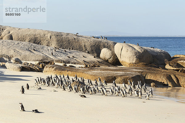 Brillenpinguine (Spheniscus demersus)  viele Pinguine bei der Rückkehr aus dem Meer  Sandstrand  Boulders Beach  Westkap  Südafrika