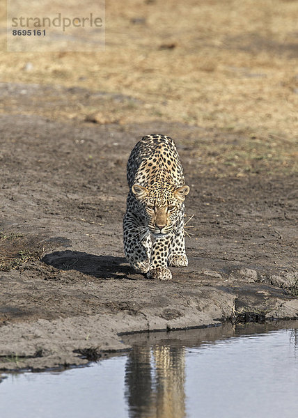Leopard (Panthera Pardus)  am Wasserloch  Etosha-Nationalpark  Namibia