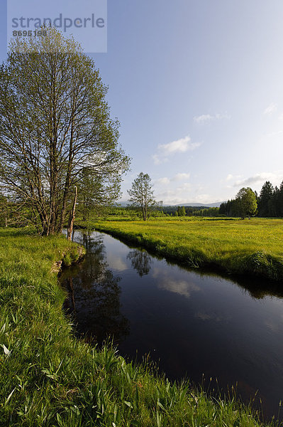 Große Ohe im Klosterfilz  Sankt Oswald-Riedlhütte  bei Riedelhütte  Nationalpark Bayerischer Wald  Niederbayern  Bayern  Deutschland