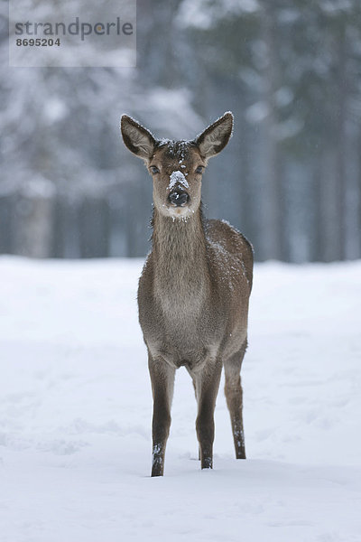 Rothirsch (Cervus elaphus)  Hirschkuh oder Rottier mit Winterdecke oder Winterfell  steht im Schnee  captive  Sachsen  Deutschland