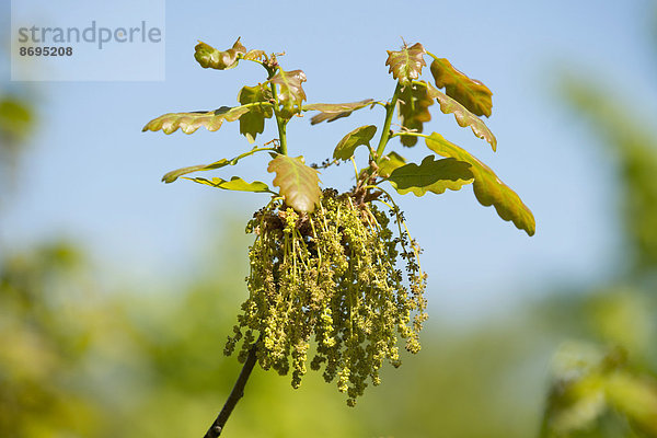 Stieleiche (Quercus robur)  blühend  männliche Blütenstände  Thüringen  Deutschland