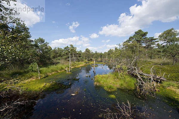 Pietzmoor  Naturschutzgebiet Lüneburger Heide  Schneverdingen  Niedersachsen  Deutschland