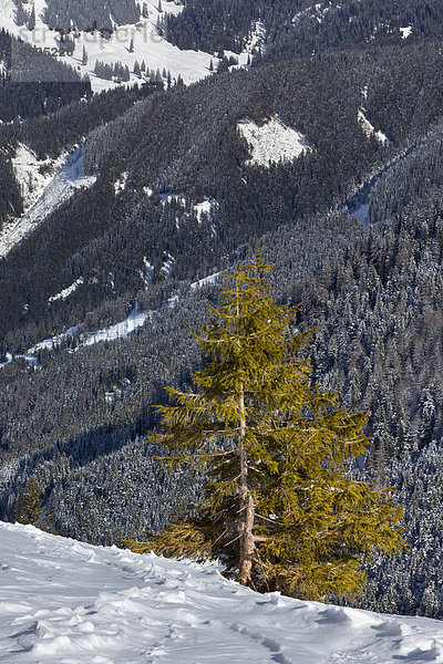 Bergkiefer (Pinus mugo)  Eisenerzer Alpen  Steiermark  Österreich