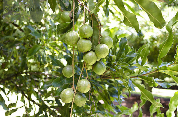 Macadamia (Macadamia ternifolia)  kugelförmige Früchte am Baum  Region Gisborne  Nordinsel  Neuseeland