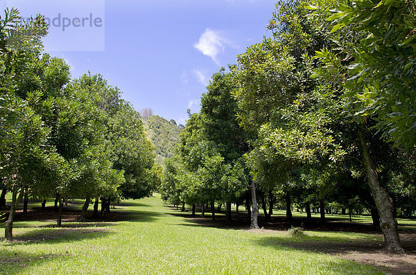 Macadamia (Macadamia ternifolia)  Macadamia-Plantage  Region Gisborne  Nordinsel  Neuseeland