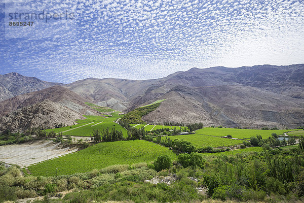 Weinanbau im Valle del Elqui  Vicuña  Región de Coquimbo  Chile