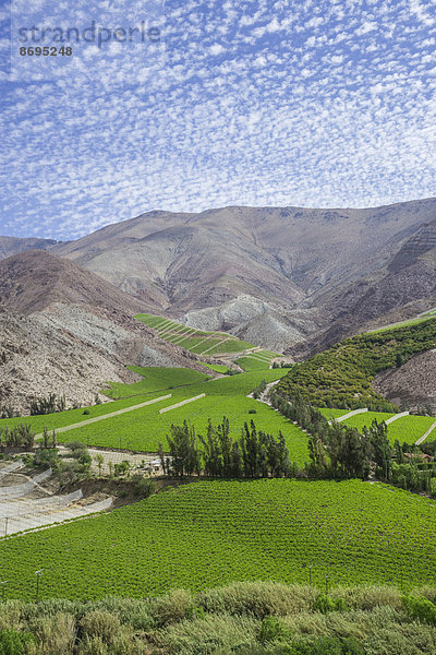 Weinanbau im Valle del Elqui  Vicuña  Región de Coquimbo  Chile