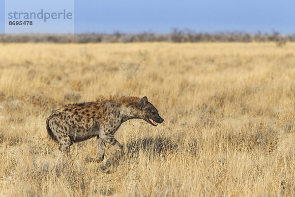 Tüpfelhyäne oder Fleckenhyäne (Crocuta crocuta)  durchs Gras rennend  Etosha-Nationalpark  Namibia