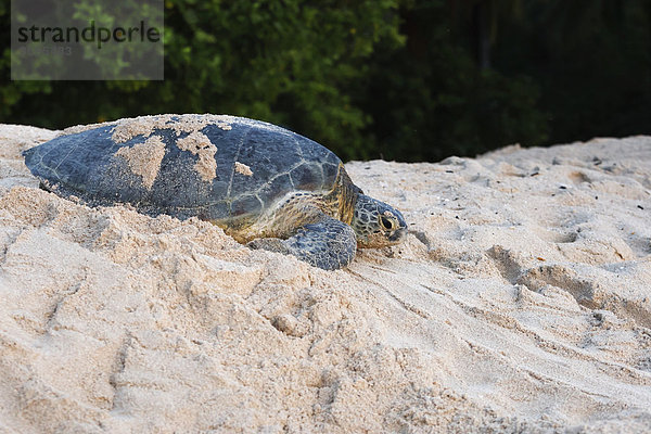 Suppenschildkröte (Chelonia mydas)  am Sandstrand  Insel Selangan  Borneo  Malaysia