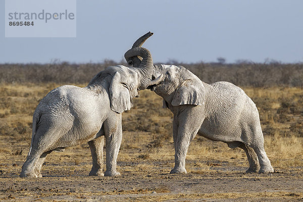 Zwei kämpfende Afrikanische Elefantenbullen (Loxodonta africana)  Etosha-Nationalpark  Namibia