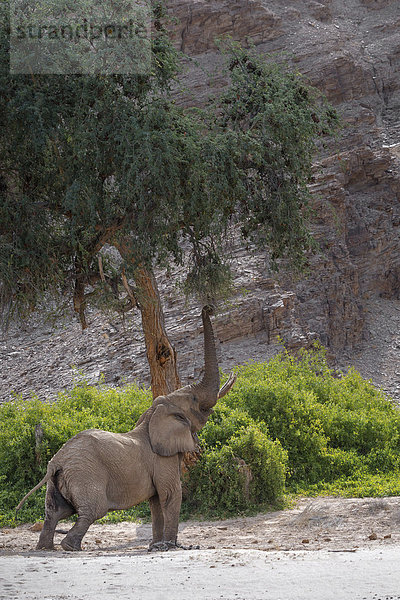 Afrikanischer Elefant (Loxodonta africana)  beim Fressen  in einem trockenen Flussbett  Trockenfluss Hoanib  Damaraland  Region Kunene  Namibia