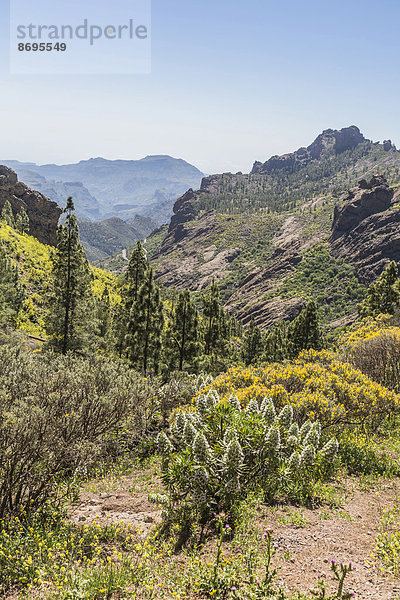 Weißer Gran Canaria Decaisne-Natternkopf  Tajinaste (Echium decaisnei)  und Kanarischer Drüsenginster (Adenocarpus)  Berglandschaft  Aussicht vom Wanderweg zum Roque Nublo  Gran Canaria  Kanarische Inseln  Spanien