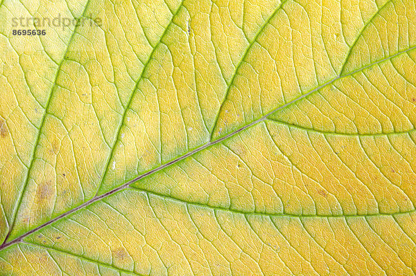 Seidiger Hartriegel (Cornus sericea  Cornus stolonifera)  Herbstblatt