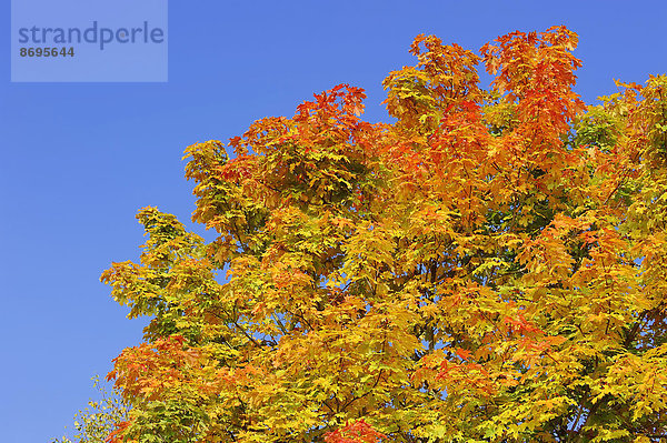 Spitzahorn (Acer platanoides) im Herbst  Nordrhein-Westfalen  Deutschland