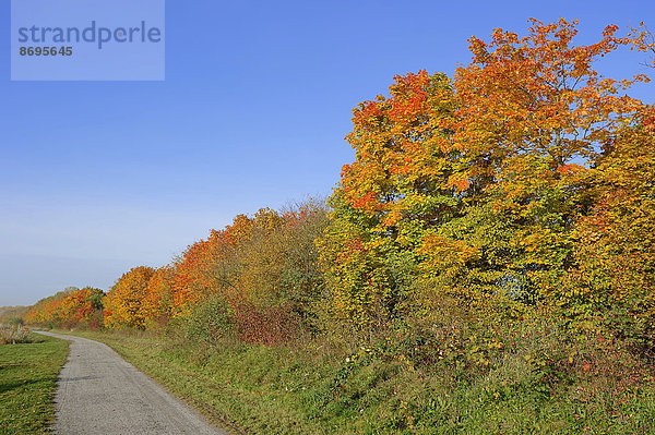 Wanderweg und Laubbäume im Herbst  Nordrhein-Westfalen  Deutschland