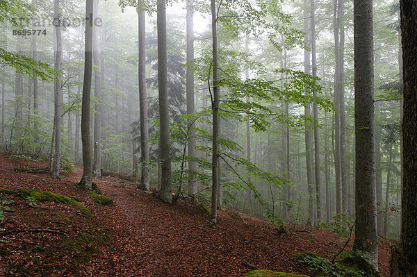 Nebel im Wald bei Waldhäuser im Nationalpark Bayerischer Wald  Niederbayern  Bayern  Deutschland