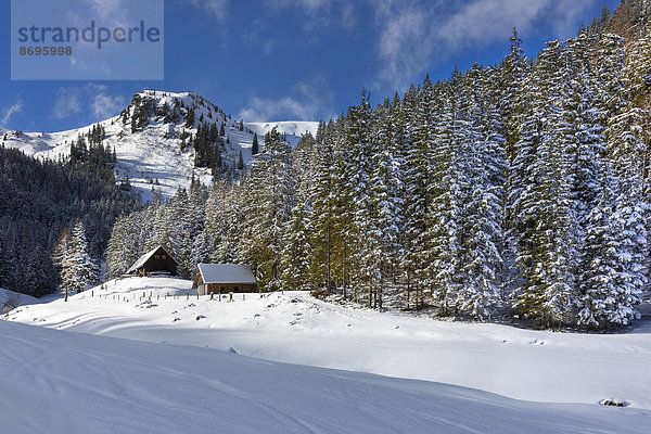 Breitenberger Alm am Blaseneck  Johnsbach  Eisenerzer Alpen  Steiermark  Österreich