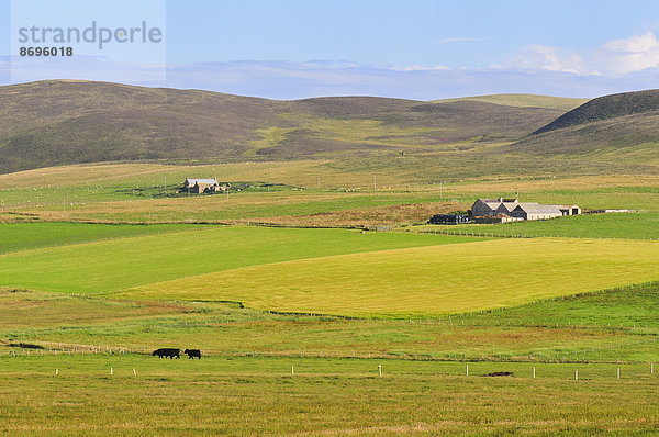 Landschaft mit Bauernhof  Yesnaby  Mainland  Orkney  Schottland  Großbritannien