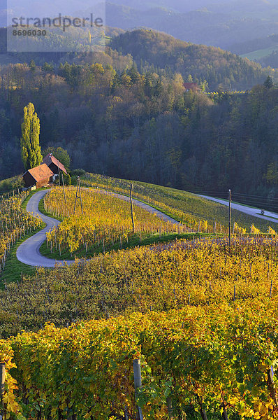 Die Herzlstraße im Abendlicht  Südsteirische Weinstraße  Steiermark  Österreich