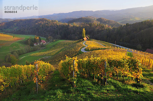 Die Herzlstraße im Abendlicht  Südsteirische Weinstraße  Steiermark  Österreich