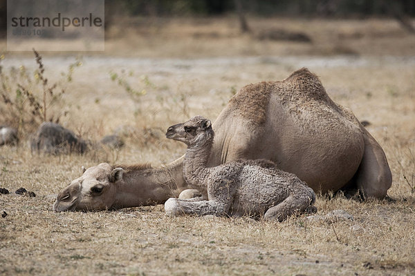 Dromedar (Camelus dromedarius) mit Jungtier  Dhofar  Oman