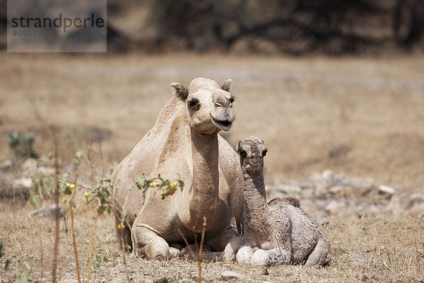 Dromedar (Camelus dromedarius) mit Jungtier  Dhofar  Oman