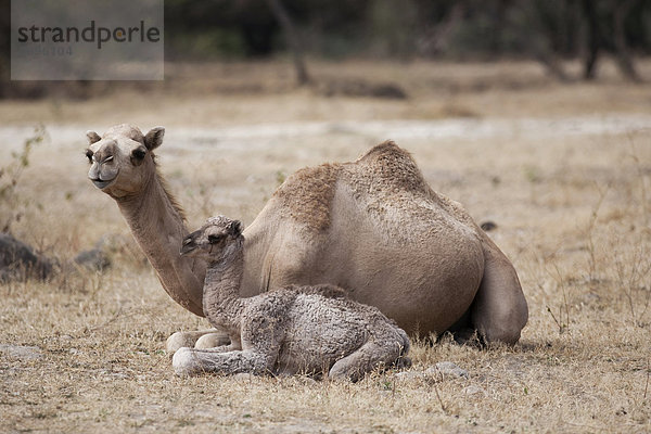 Dromedar (Camelus dromedarius) mit Jungtier  Dhofar  Oman