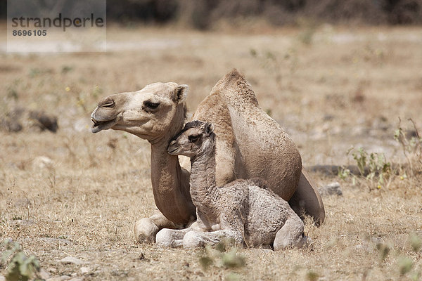 Dromedar (Camelus dromedarius) mit Jungtier  Dhofar  Oman