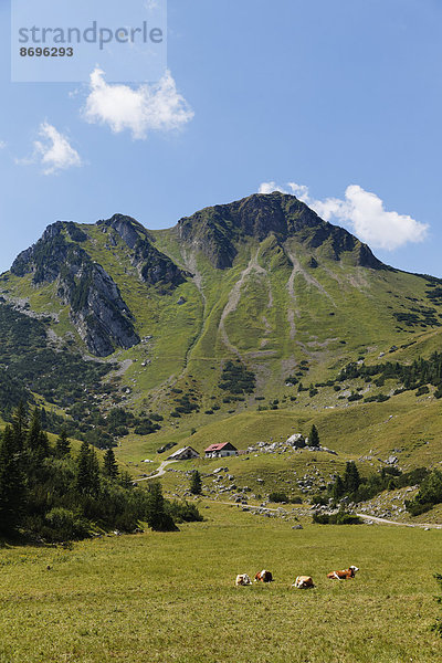 Rotwand und Großtiefental-Alm  Bayrischzell  Mangfallgebirge  Oberbayern  Bayern  Deutschland