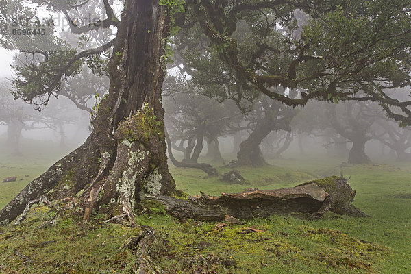 Alte Lorbeerbäume (Laurus nobilis) im Nebel  Maderira  Portugal