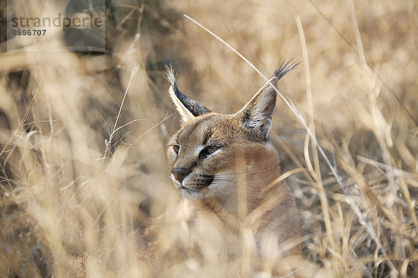 Karakal (Caracal caracal)  captive  Harnas Wildlife Foundation  Namibia