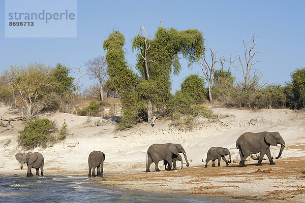 Afrikanische Elefanten (Loxodonta africana)  Herde mit Jungtieren trinkt am Ufer des Flusses Chobe  Chobe-Nationalpark  Botswana