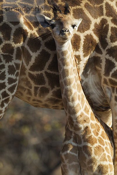 Kapgiraffe (Giraffa camelopardalis giraffa)  Jungtier an der Seite des Muttertiers  Krüger-Nationalpark  Republik Südafrika