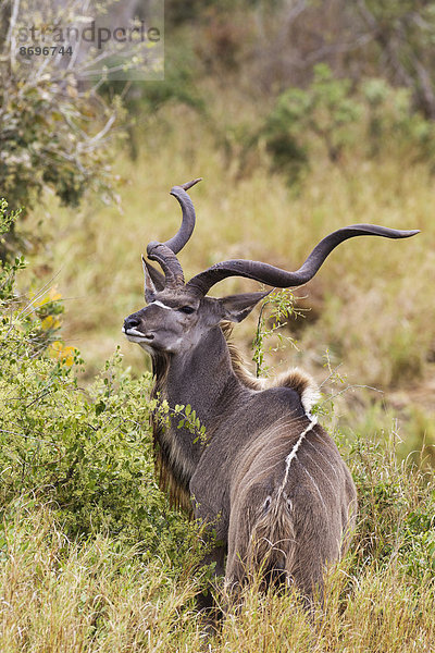 Großer Kudu (Tragelaphus strepsiceros)  Männchen mit langen Hörnern  Krüger-Nationalpark  Südafrika
