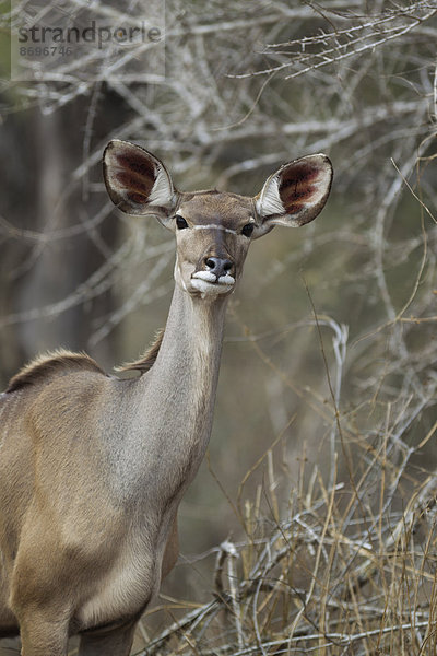 Großer Kudu (Tragelaphus strepsiceros)  Weibchen  Krüger-Nationalpark  Südafrika