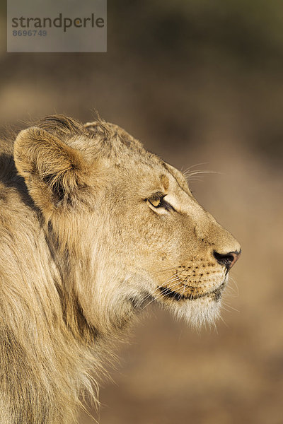 Löwe (Panthera leo)  subadultes Männchen  Krüger-Nationalpark  Republik Südafrika