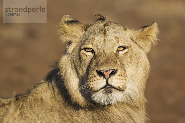 Löwe (Panthera leo)  subadultes Männchen  Krüger-Nationalpark  Republik Südafrika