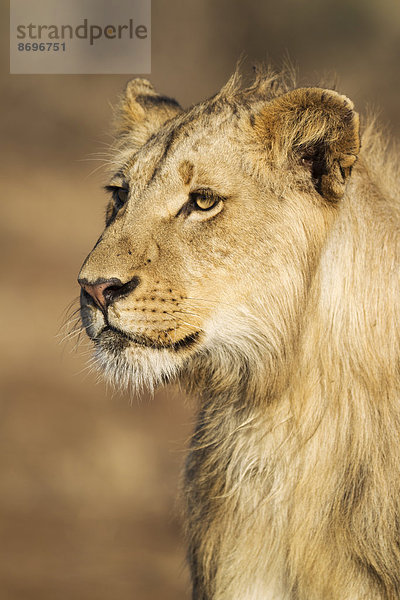 Löwe (Panthera leo)  subadultes Männchen  Krüger-Nationalpark  Republik Südafrika