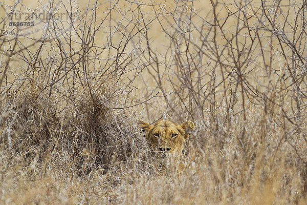 Löwin (Panthera leo)  versteckt  beobachtet ihre Umgebung  Krüger-Nationalpark  Republik Südafrika